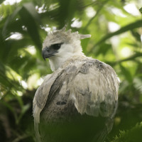 Harpy Eagle